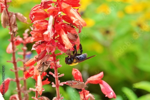 熊蜂が蜜を集めに来ていた