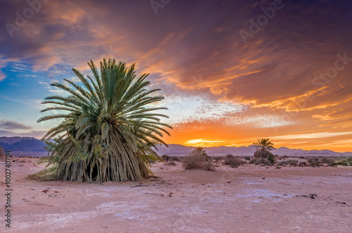 Lonely undomesticated date palm. Savannah valley and sand desert at colorful sunset, image depicts beautiful nature of the Middle East