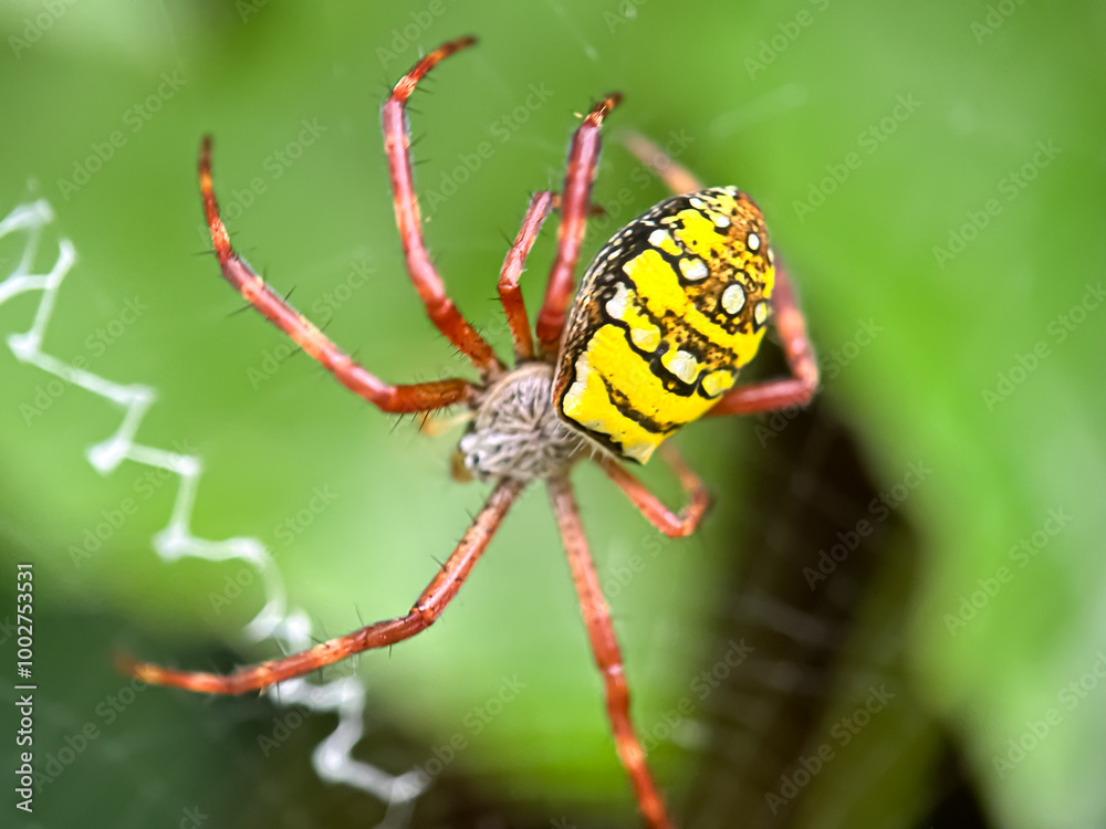 Close up of spider in the web, St Andrew's Cross Spider (Argiope keyserlingi) Close up of spider in the web, St Andrew's Cross Spider (Argiope keyserlingi)