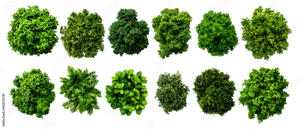 Top view of leafy greens isolate on transparent background, png, cutout Top view of leafy greens isolate on transparent background, png, cutout