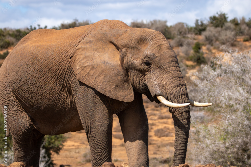 Obraz premium African Elephant in Addo Wilderness 