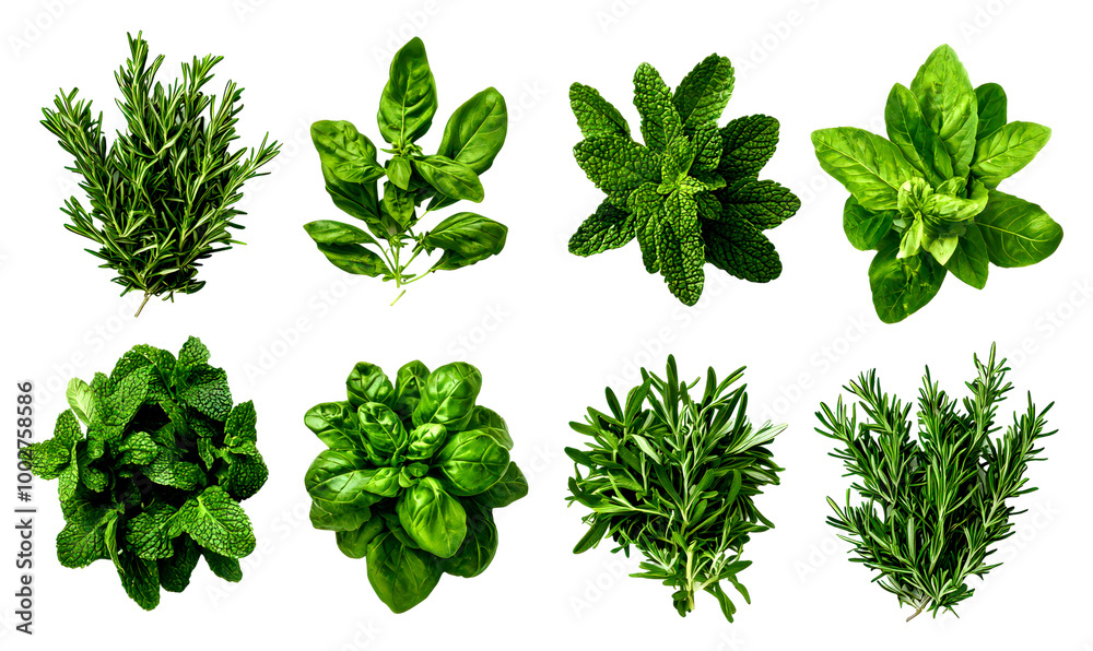 Set of fresh green herbs isolate on transparent background, png, cutout Set of fresh green herbs isolate on transparent background, png, cutout