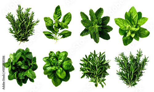 Set of fresh green herbs isolate on transparent background, png, cutout