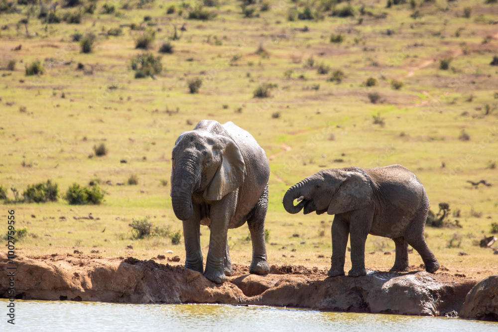 Fototapeta premium African Elephant Drinking water with Calf 