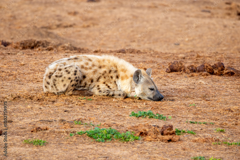 Obraz premium Spotted Hyena sleeping in the morning sun 