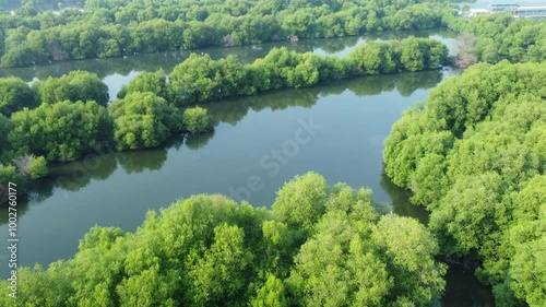 Aerial view of green Mangrove Forest. Tropical rainforest nature. Beautiful views of the mangrove forest and river curves. 4K Drones. photo