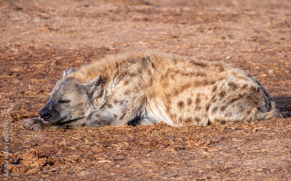 Spotted Hyena sleeping in the morning sun Spotted Hyena sleeping in the morning sun