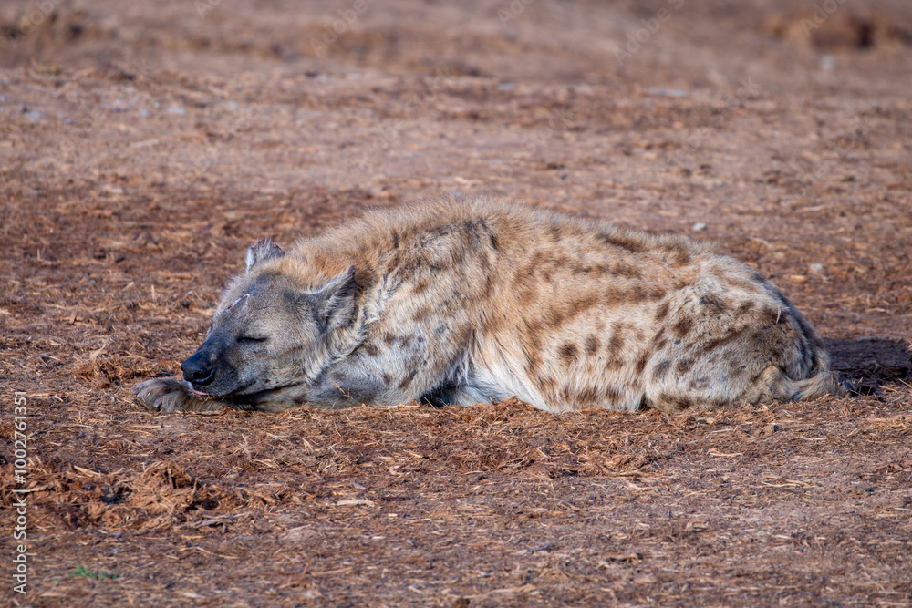 Obraz premium Spotted Hyena sleeping in the morning sun 