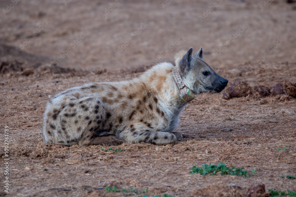 Spotted Hyena sleeping in the morning sun Spotted Hyena sleeping in the morning sun