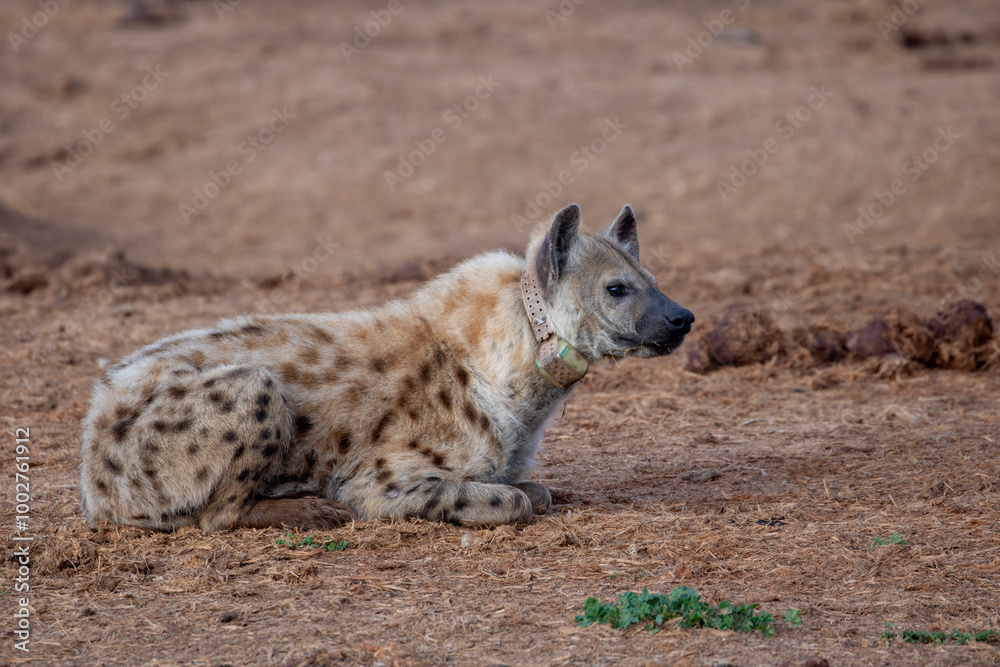 Spotted Hyena sleeping in the morning sun Spotted Hyena sleeping in the morning sun