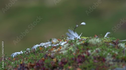 Vemains of a grouse after a falcon attack. Feathers in the wind.