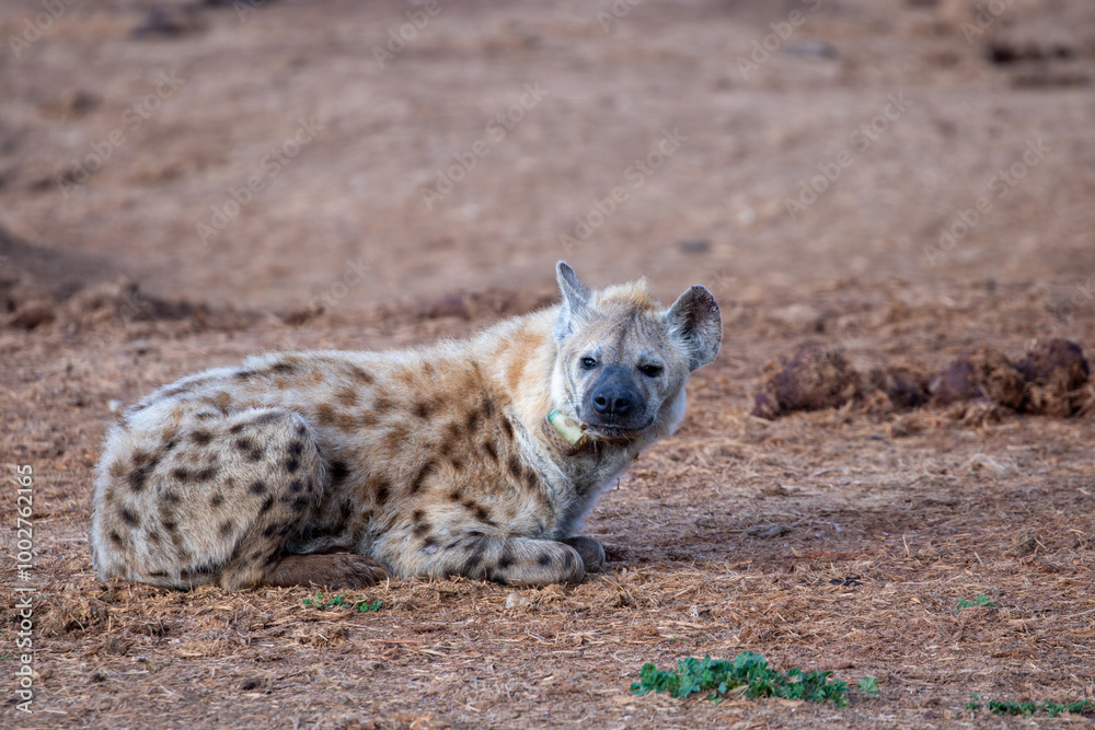 Obraz premium Spotted Hyena sleeping in the morning sun 