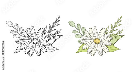 Vector set bouquet with chamomile leaves and greenery. Composition with daisy flowers. Color and black and white graphics, illustration for design and decoration.