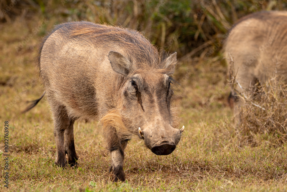 Warthog in the wild Warthog in the wild