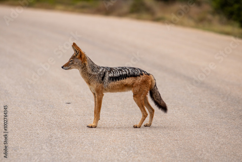 Black backed Jackal