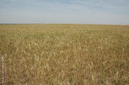 Wheat crops in northern Argentina