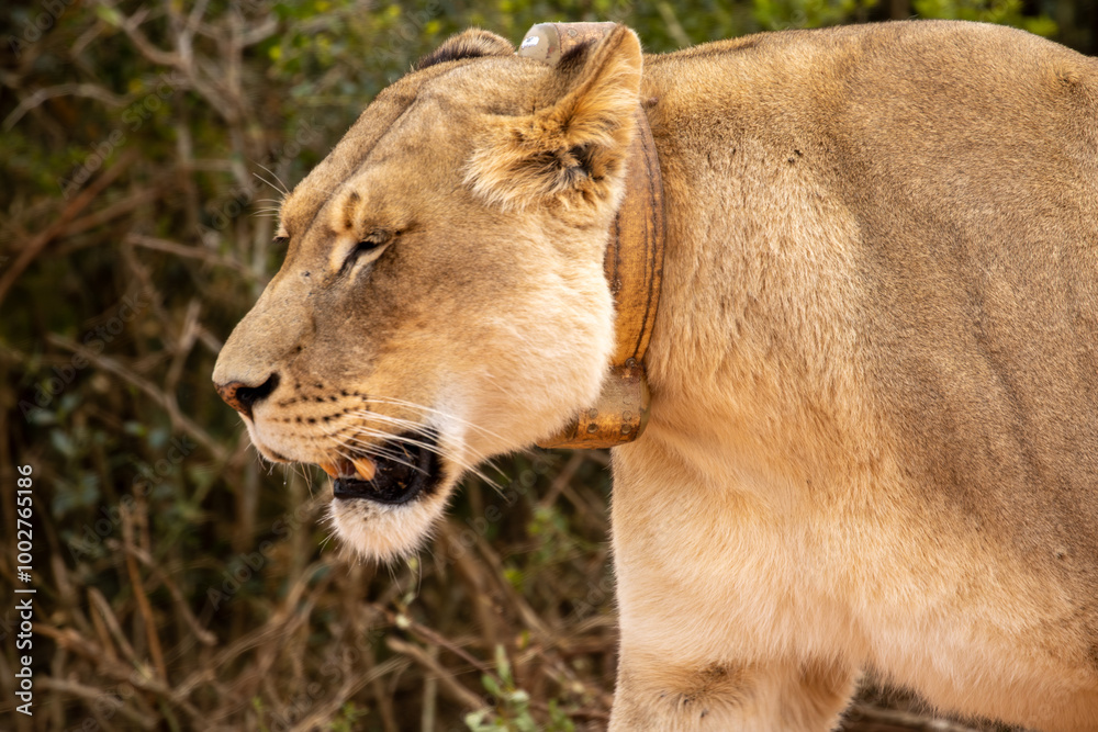 Lions hunting in the Addo National Reserve Lions hunting in the Addo National Reserve