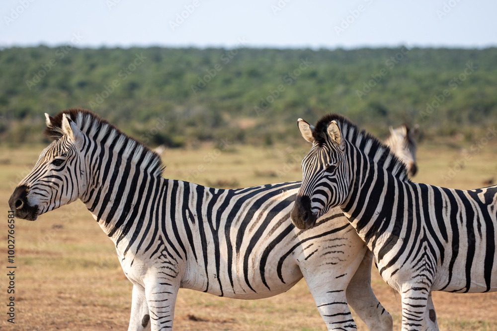Obraz premium Zebra herd 