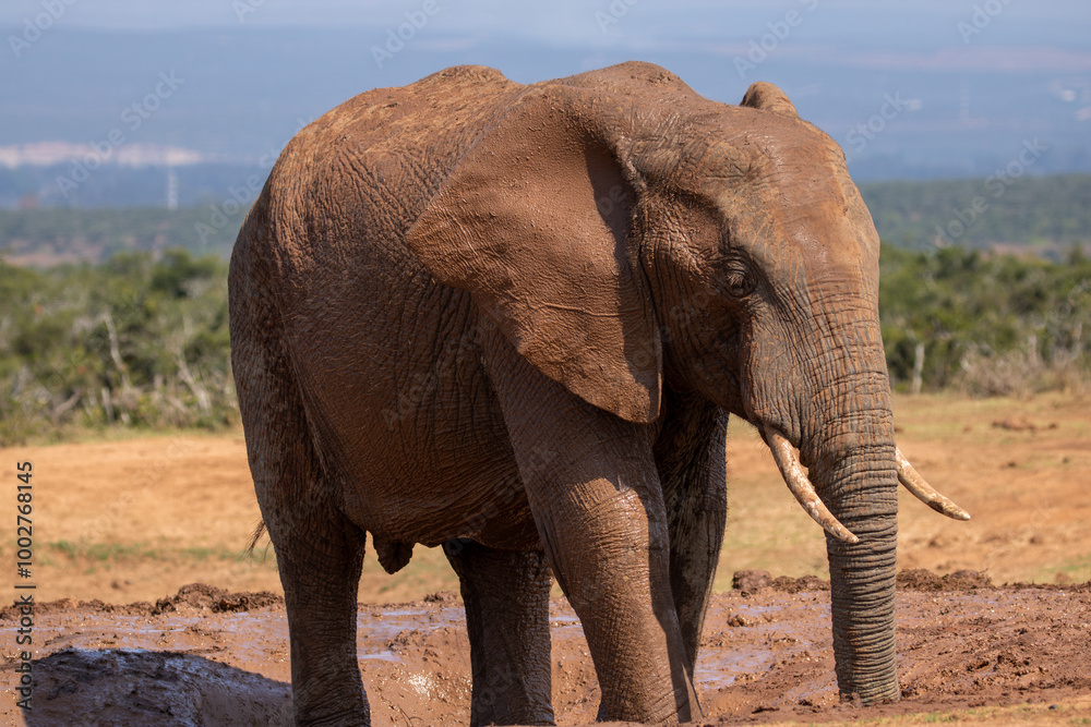 Obraz premium Elephant drinking at the waterhole 