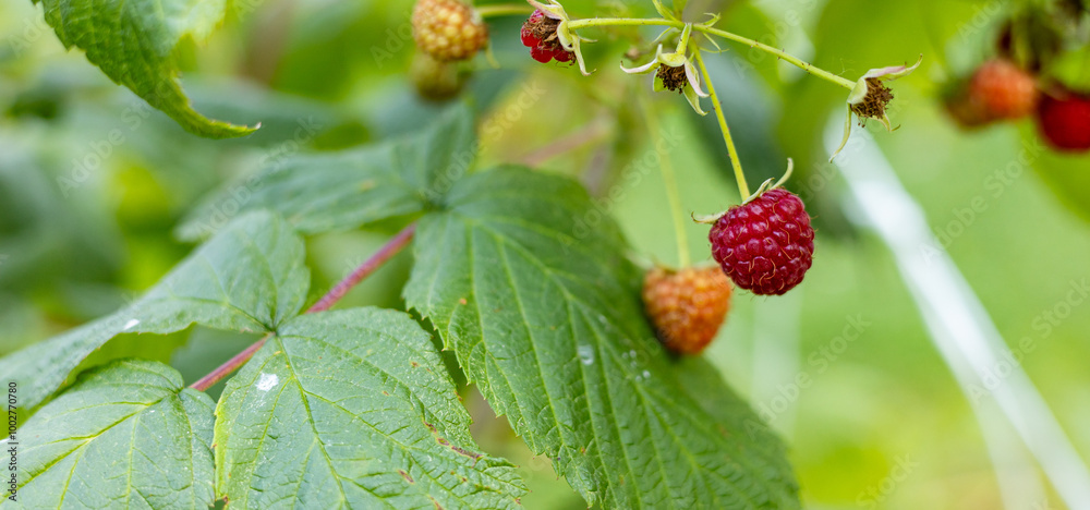 Close-up of a raspberry plant with ripe and unripe berries. Raspberries begin to redden as they ripen on a branch. The background is blurred. Close-up of a raspberry plant with ripe and unripe berries. Raspberries begin to redden as they ripen on a branch. The background is blurred.