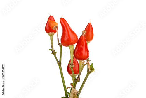 Close-up of ripe red peppers on plant branches, white background.
