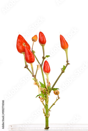Close-up of red chili peppers on white background
