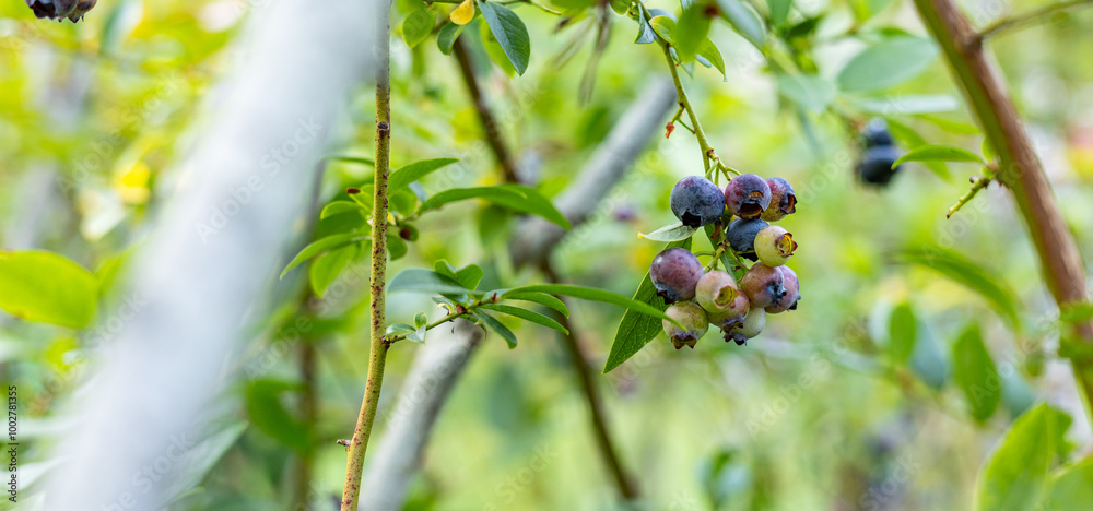 Close-up of ripe and unripe blueberries on a lush green bush. The vibrant blue and green hues of the berries stand out against the rich foliage, capturing the essence of fresh summer produce. Close-up of ripe and unripe blueberries on a lush green bush. The vibrant blue and green hues of the berries stand out against the rich foliage, capturing the essence of fresh summer produce.
