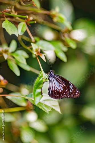 PUERTO PRINCESA, PHILIPPINES: Palawan Butterfly Eco-garden, glassy tiger butterfly, Parantica aglea photo