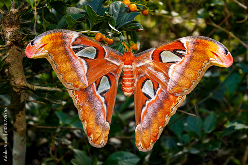 PUERTO PRINCESA, PHILIPPINES: Palawan Butterfly Eco-garden, detailed close up shot of Atlas moth, Attacus Atlas, butterfly with wings outstretched, male with large, feather-like antennae photo