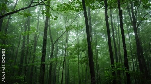 A Misty Forest of Tall Trees