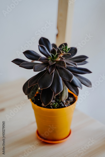 Succulent Flower Cactus purple plants leaves echeveria natural color. Close up of a succulent. Landscaping of the space. Orange plastic flower pot. Vertical photo.