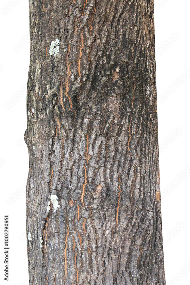 Fototapeta premium Tree trunk isolated on transparent background.