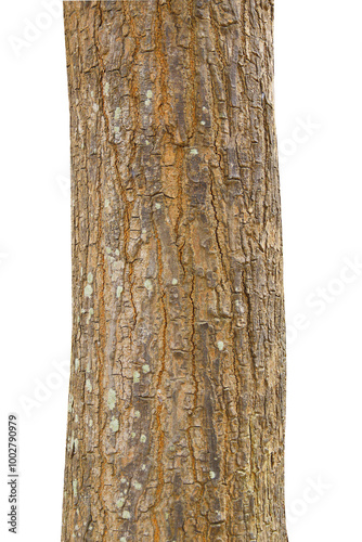 Tree trunk isolated on white background.