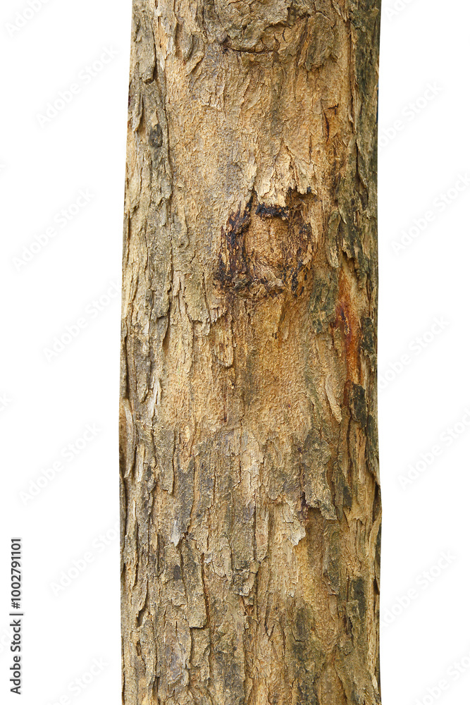 Fototapeta premium Tree trunk isolated on transparent background.