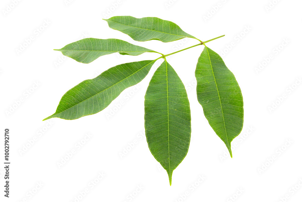 Fresh green leaves isolated on transparent background. Fresh green leaves isolated on transparent background.