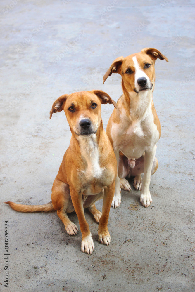 dois cachorros sem raça definida, nas cores marrom, branco e preto dois cachorros sem raça definida, nas cores marrom, branco e preto
