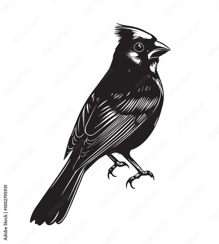 Obraz premium silhouettes of birds,bird, silhouette, animal, nature, illustration, vector, birds, crow, black, isolated, beak, bullfinch, branch, wildlife, white, wing, raven, feather, winter, cartoon, art, fly, tr