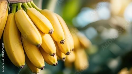 A vibrant and fresh bunch of ripe yellow bananas hanging naturally on a banana plant amidst lush green leaves, capturing nature’s bounty and freshness in sunlight. photo