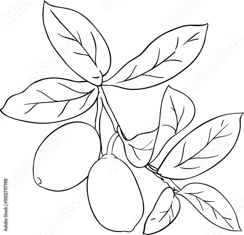 Cupuacu Branch with Fruits and Leaves Outline Illustration. Organic natural nutritional healthy food ingredient, vegetarian diet product. 