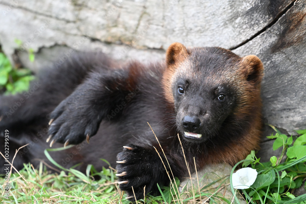 Fototapeta premium Siberian wolverine portrait
