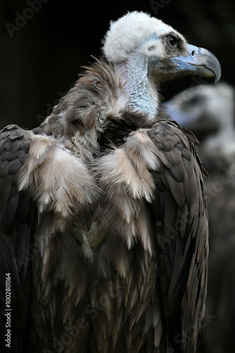 cinereous vulture portrait birds zoo photo