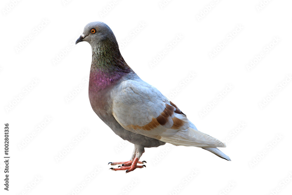One grey pigeon isolated on transparent background. One grey pigeon isolated on transparent background.
