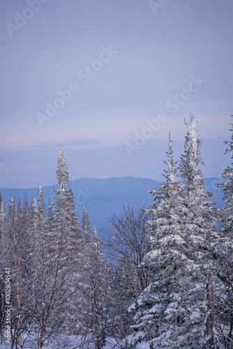 winter snow-covered fir trees against the backdrop of beautiful mountains