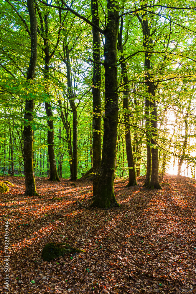 Explore the serene beech forest of Sweden, where sunlight filters through lush green leaves amidst a blanket of fallen leaves Explore the serene beech forest of Sweden, where sunlight filters through lush green leaves amidst a blanket of fallen leaves