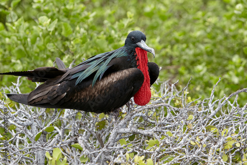 Frigate birds in the Galápagos are remarkable seabirds known for their impressive wingspan, forked tails, and striking sexual dimorphism photo