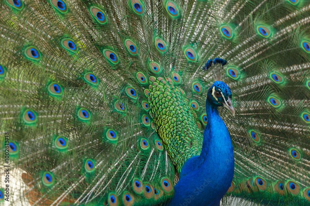 Obraz premium peacock with open tail feathers as background