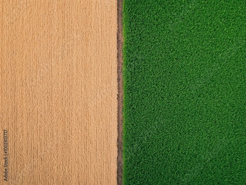 Aerial view of rice fields after harvest, with golden stubs contrasting with green regrowth, post-harvest field, regeneration