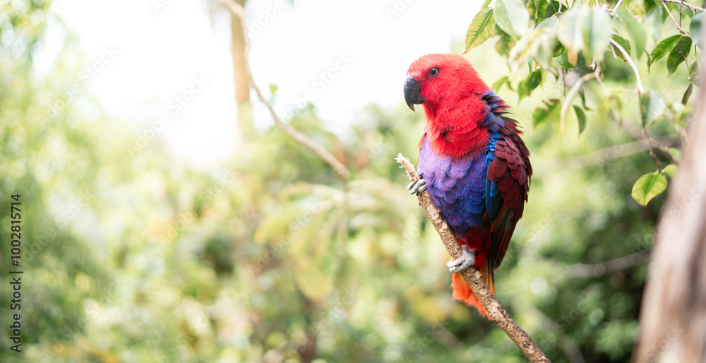 bunter Kanarienvogel bunter Kanarienvogel