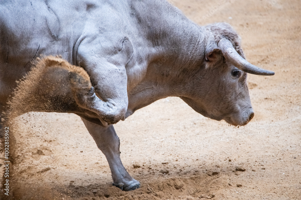 Fototapeta premium Toro, recortador, lidia, cornamenta, testuz, hechura, salida, bravura