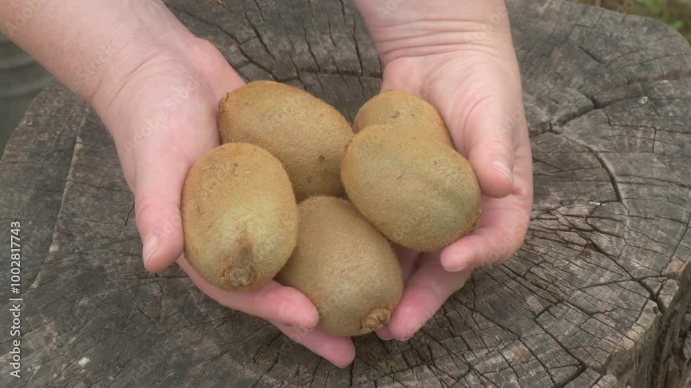 Freshly Harvested and Delightfully Ripe Kiwi Fruits Being Held in Both Hands Expertly Freshly Harvested and Delightfully Ripe Kiwi Fruits Being Held in Both Hands Expertly